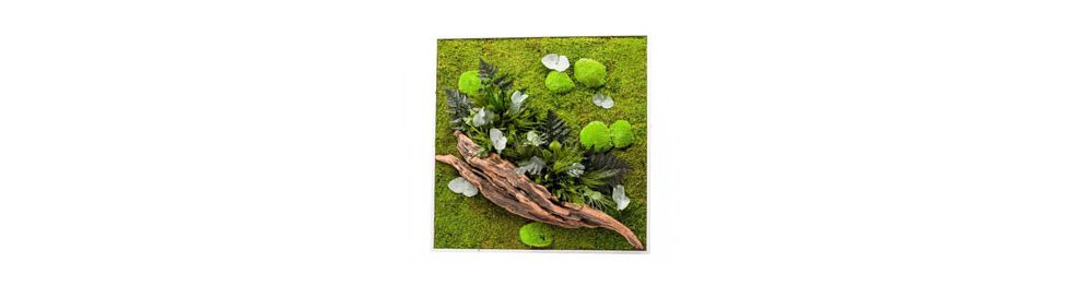 Cadres Végetal et Plantes Stabilisés