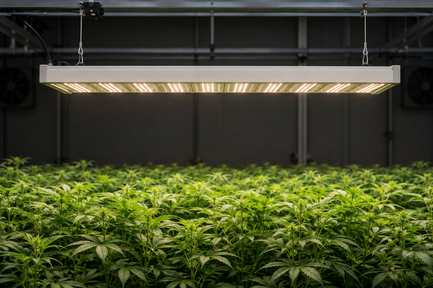 Scène illustrative de profil avec un luminaire générique suspendu au-dessus d'un couvert végétal.