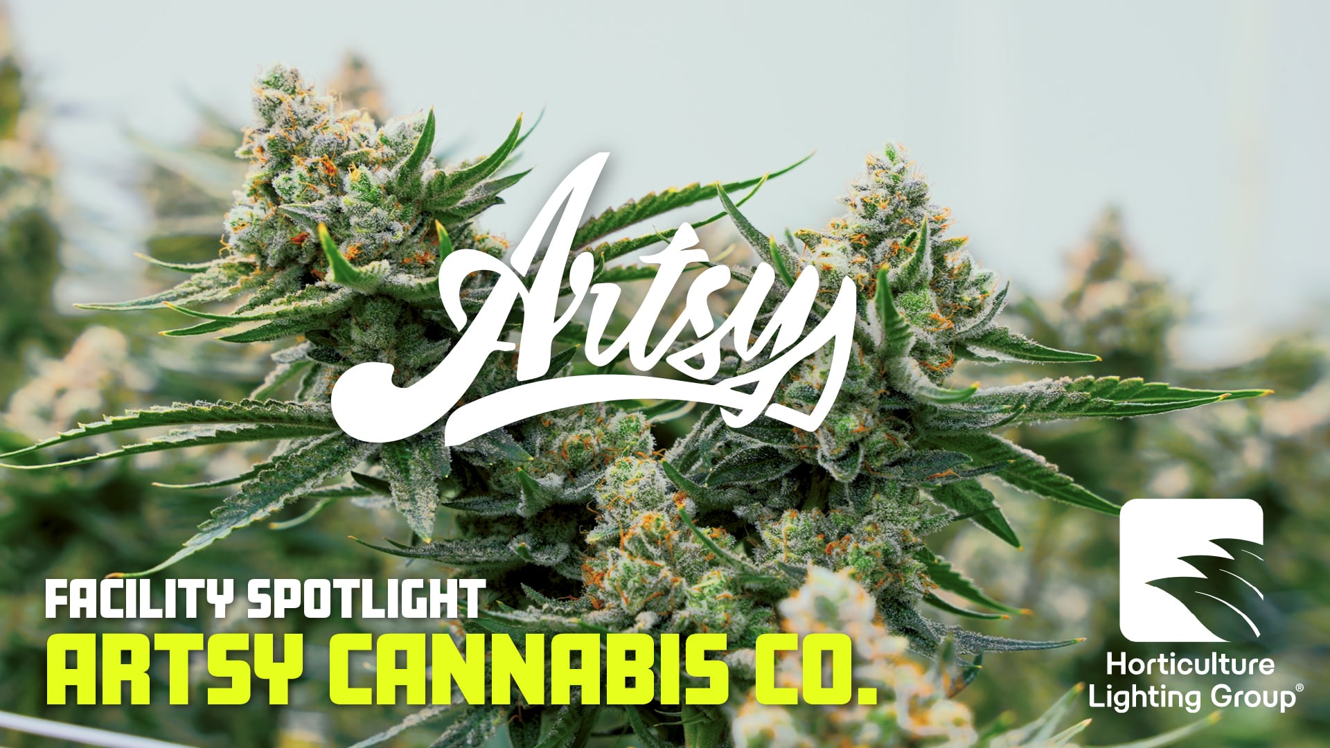 Artsy Cannabis Co. : gros plan végétal de la vignette du reportage HLG