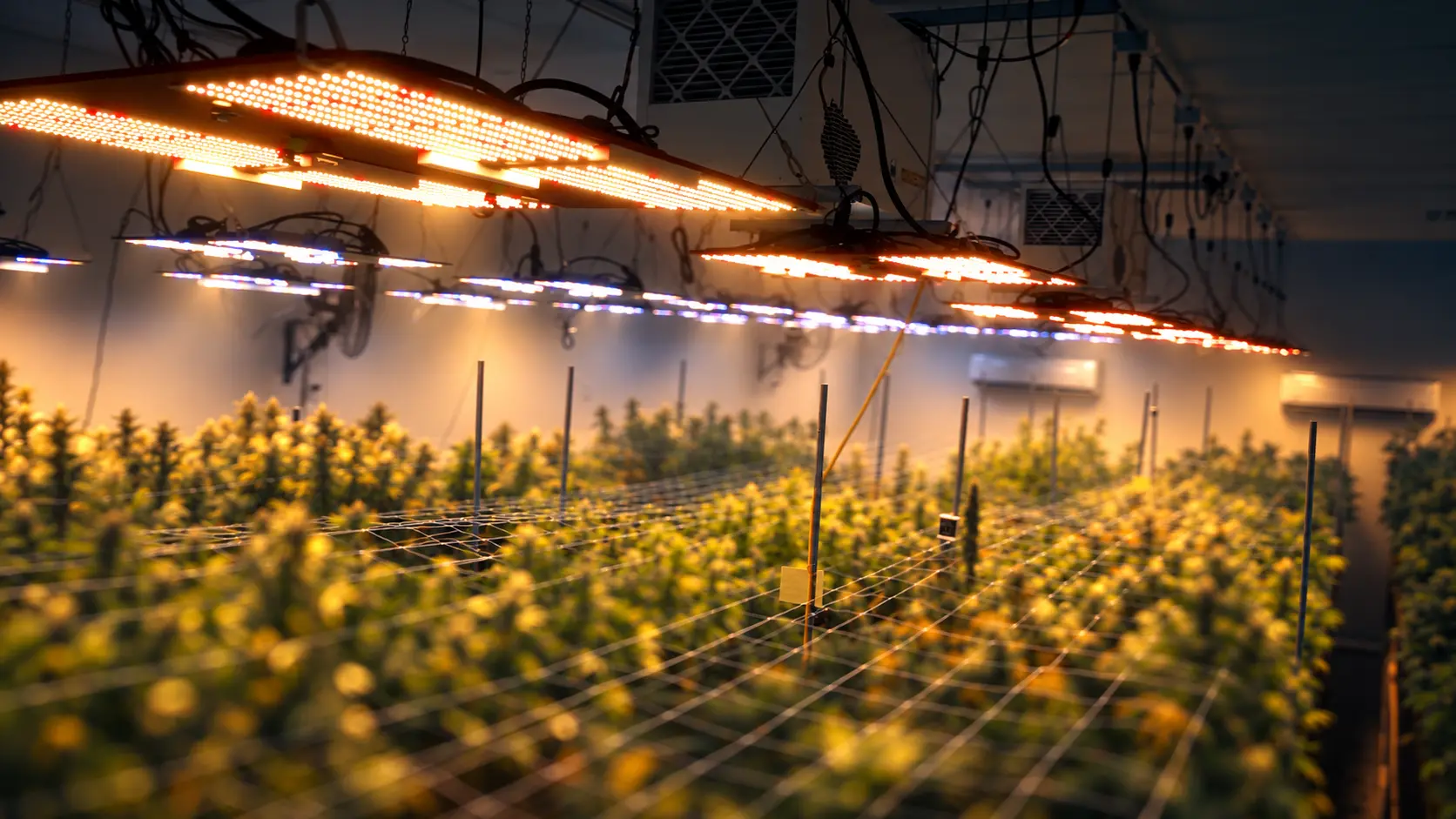 Indoor grow room under LED lighting